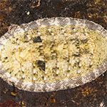 Chiton 03